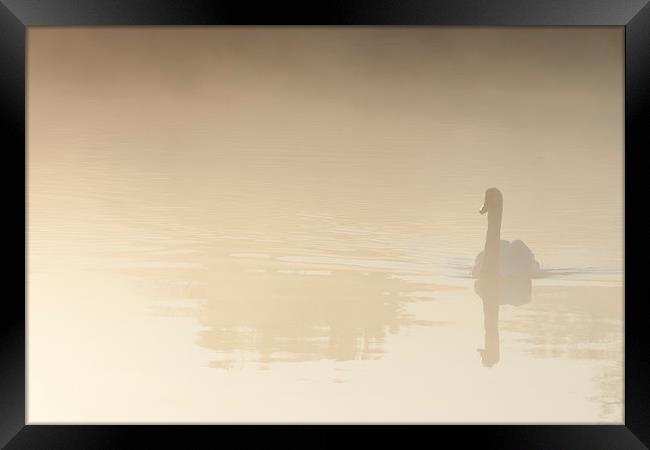 Reflective Swan in the misty Morning Framed Print by andy myatt