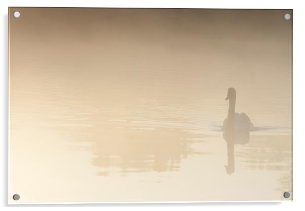 Reflective Swan in the misty Morning Acrylic by andy myatt
