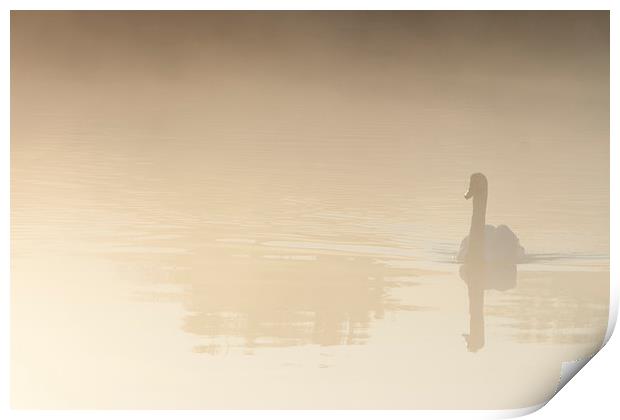 Reflective Swan in the misty Morning Print by andy myatt