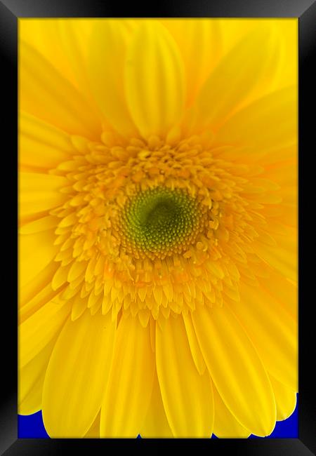 Yellow Gerbera Closeup Framed Print by andy myatt