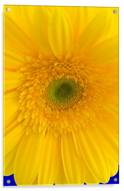Yellow Gerbera Closeup Acrylic by andy myatt