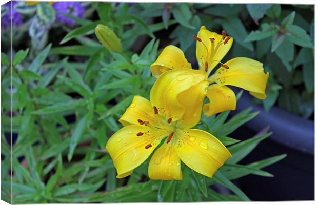Asiatic Lily Canvas Print by Tony Murtagh