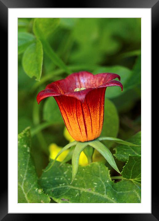 canarina canariensis Framed Mounted Print by Jose Luis Mendez Fernandez