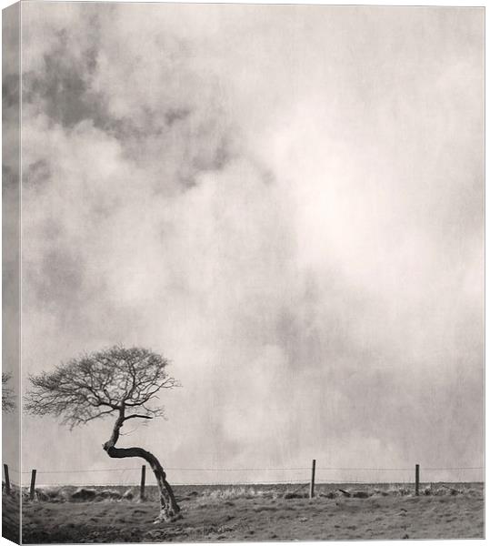 Bent Tree With Fence Canvas Print by Steven Garratt