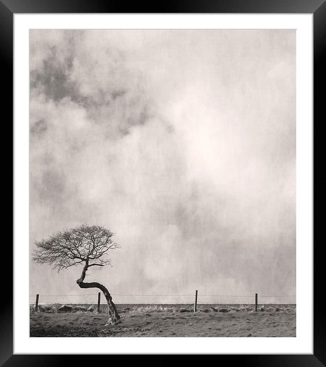 Bent Tree With Fence Framed Mounted Print by Steven Garratt