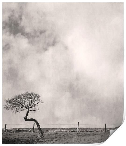 Bent Tree With Fence Print by Steven Garratt