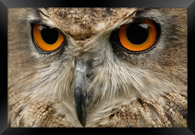 Eagle Owl Framed Print by Mark Robson