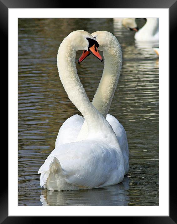 Mute Swan Courtship Framed Mounted Print by Michael Hopes