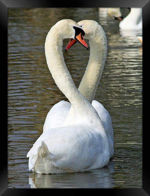 Mute Swan Courtship Framed Print by Michael Hopes