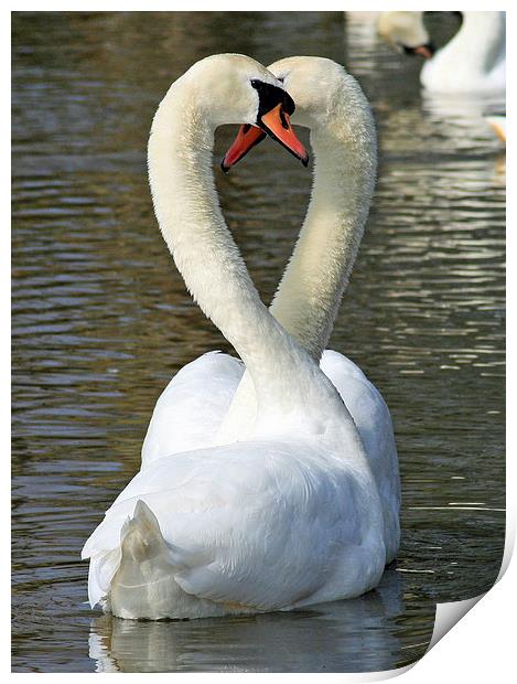 Mute Swan Courtship Print by Michael Hopes