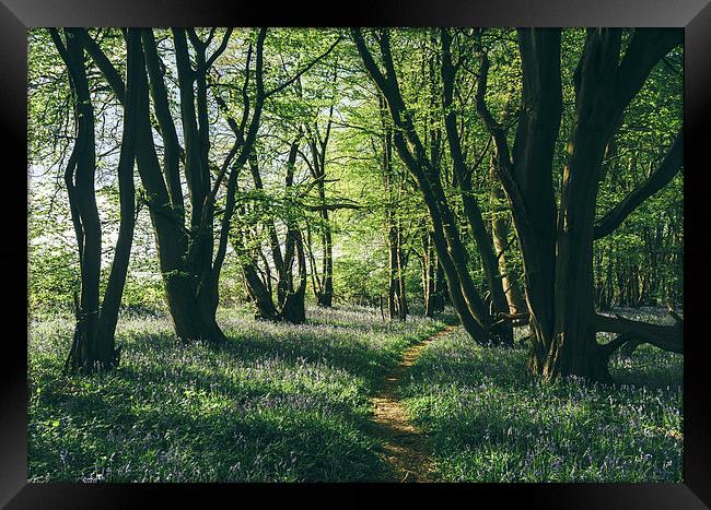 Path through Bluebells growing wild in natural woo Framed Print by Liam Grant