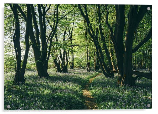 Path through Bluebells growing wild in natural woo Acrylic by Liam Grant