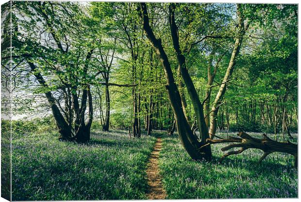 Path through Bluebells growing wild in natural woo Canvas Print by Liam Grant