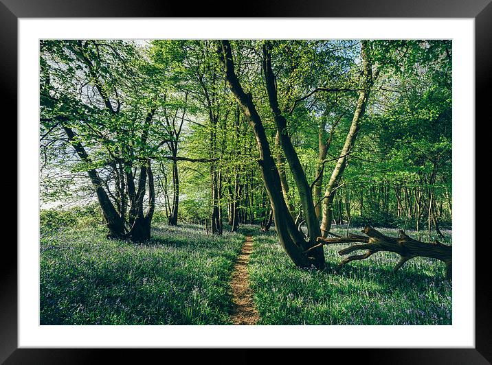 Path through Bluebells growing wild in natural woo Framed Mounted Print by Liam Grant