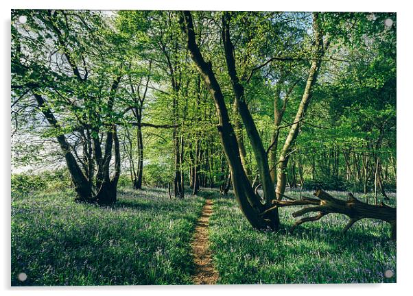 Path through Bluebells growing wild in natural woo Acrylic by Liam Grant