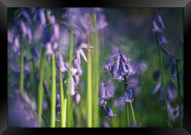 Detail of early morning light on wild Bluebells. Framed Print by Liam Grant