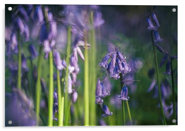 Detail of early morning light on wild Bluebells. Acrylic by Liam Grant