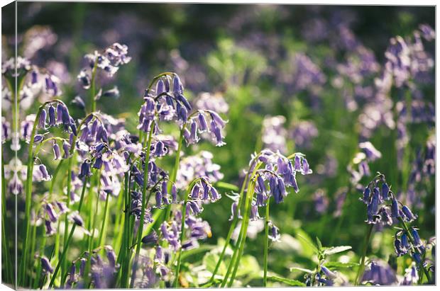 Detail of early morning light on wild Bluebells. Canvas Print by Liam Grant
