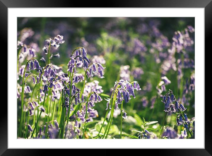 Detail of early morning light on wild Bluebells. Framed Mounted Print by Liam Grant