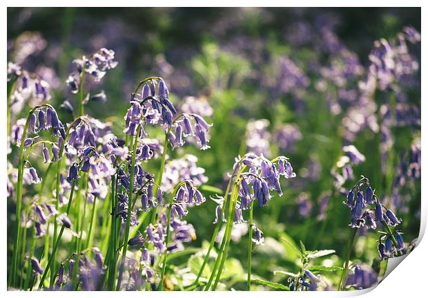Detail of early morning light on wild Bluebells. Print by Liam Grant