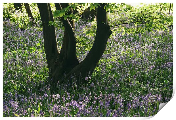 Wild Bluebells in ancient woodland. Print by Liam Grant