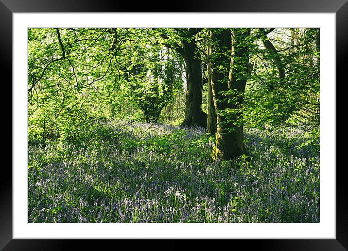 Wild Bluebells in ancient woodland. Framed Mounted Print by Liam Grant