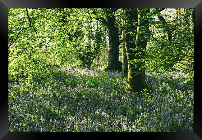 Wild Bluebells in ancient woodland. Framed Print by Liam Grant