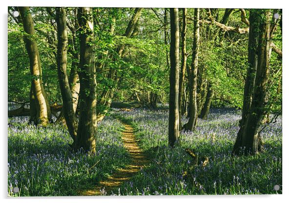 Path through wild Bluebells in ancient woodland. Acrylic by Liam Grant
