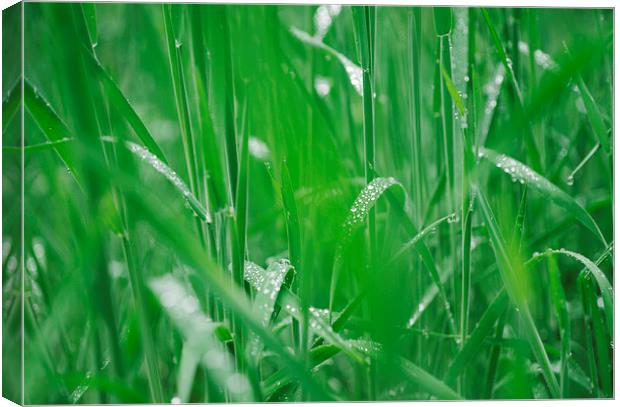 Fresh wild grass covered in dew water droplets. Canvas Print by Liam Grant