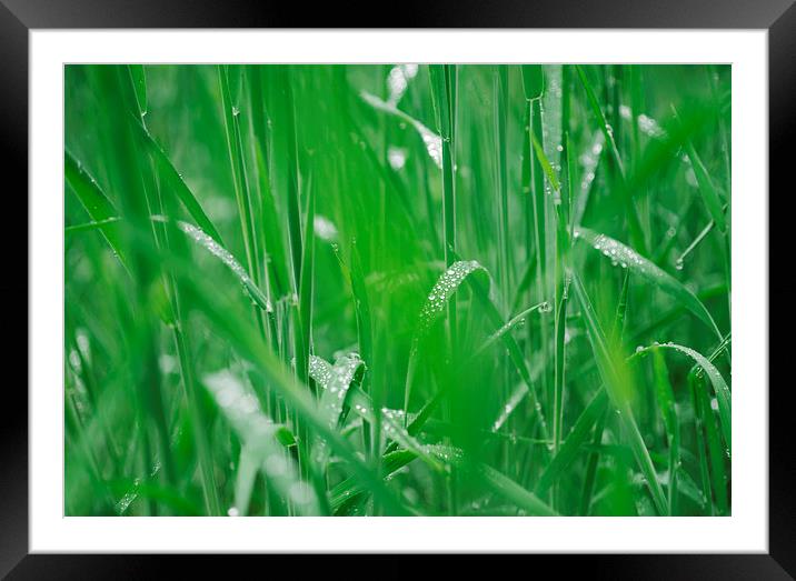 Fresh wild grass covered in dew water droplets. Framed Mounted Print by Liam Grant