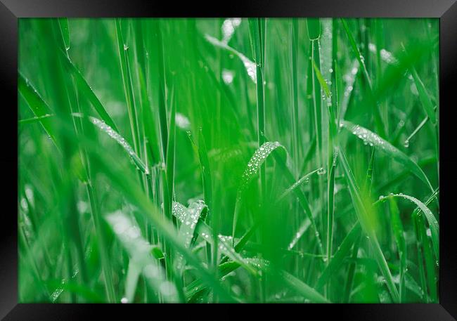 Fresh wild grass covered in dew water droplets. Framed Print by Liam Grant