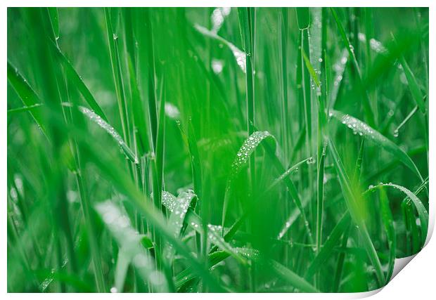 Fresh wild grass covered in dew water droplets. Print by Liam Grant
