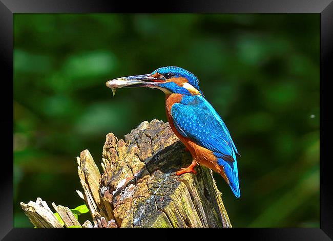 kingfisher Framed Print by nick wastie