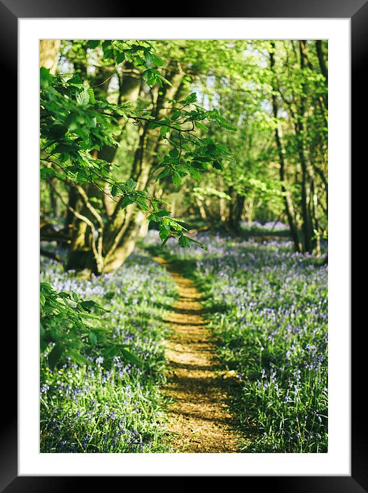 Path through wild Bluebells in ancient woodland. Framed Mounted Print by Liam Grant