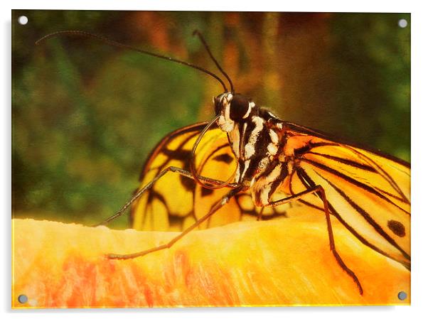 amber on orange Acrylic by Heather Newton