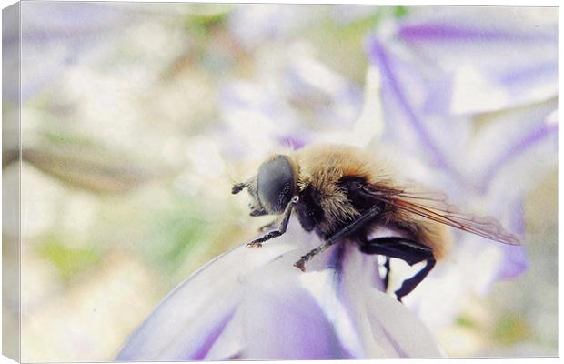 industrious bee Canvas Print by Heather Newton