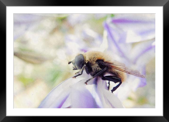 industrious bee Framed Mounted Print by Heather Newton