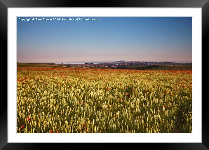 Poppy Field overlooking Weymouth on a June Evening Framed Mounted Print by Paul Brewer
