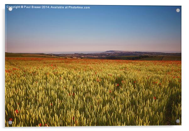 Poppy Field overlooking Weymouth on a June Evening Acrylic by Paul Brewer
