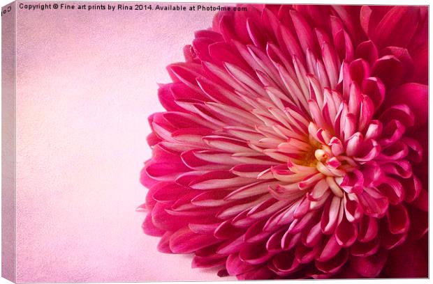 Chrysanthemum Canvas Print by Fine art by Rina