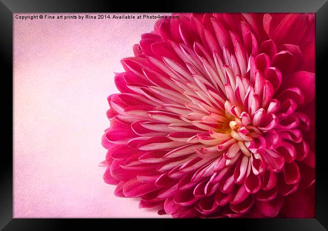 Chrysanthemum Framed Print by Fine art by Rina