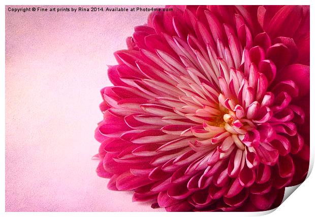 Chrysanthemum Print by Fine art by Rina