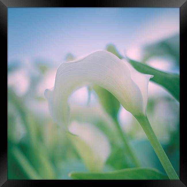 White Lily Framed Print by ann stevens
