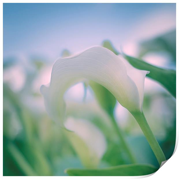 White Lily Print by ann stevens