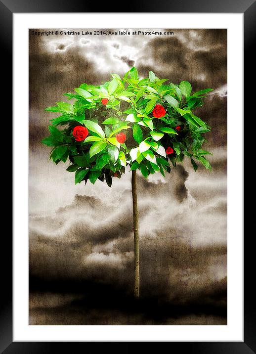 Rose Tree Red Framed Mounted Print by Christine Lake