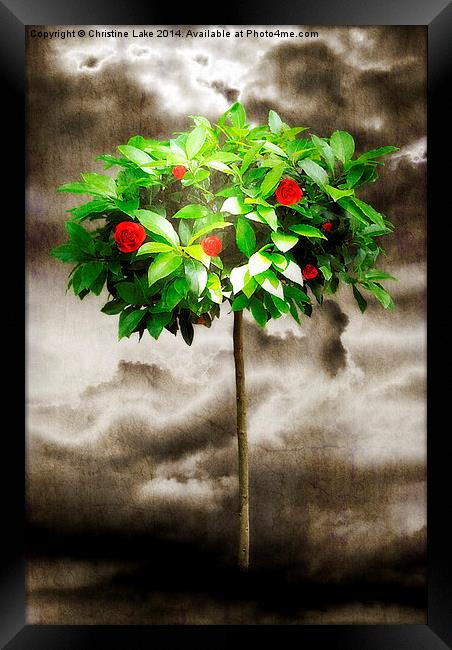Rose Tree Red Framed Print by Christine Lake