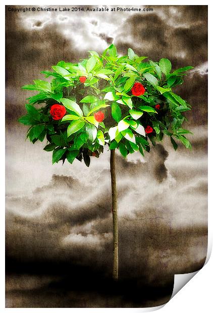 Rose Tree Red Print by Christine Lake