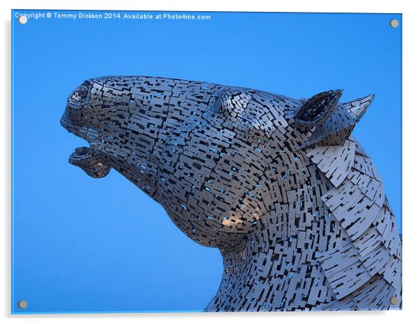 Kelpie Horse Sculpture at Blue Hour Acrylic by Tommy Dickson
