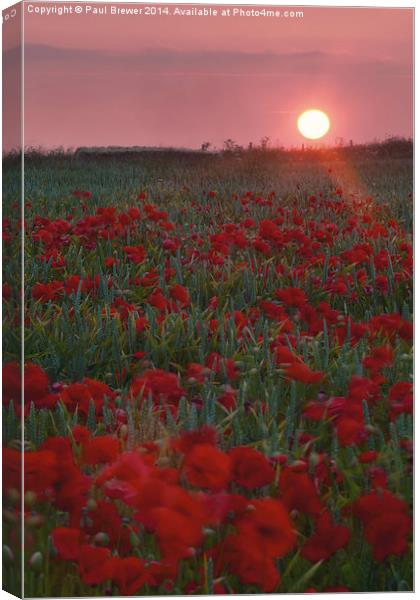 Poppies at Sunrise on top of Ridgeway Canvas Print by Paul Brewer