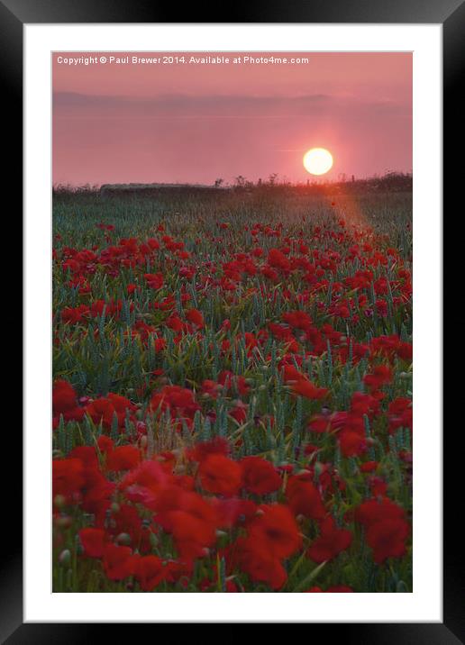 Poppies at Sunrise on top of Ridgeway Framed Mounted Print by Paul Brewer